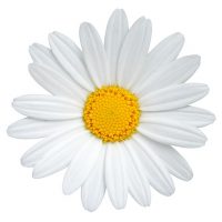 Daisy (Margerite) isolated on white background, including clipping path. Germany